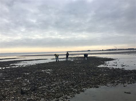 Østerssafari i Vadehavet